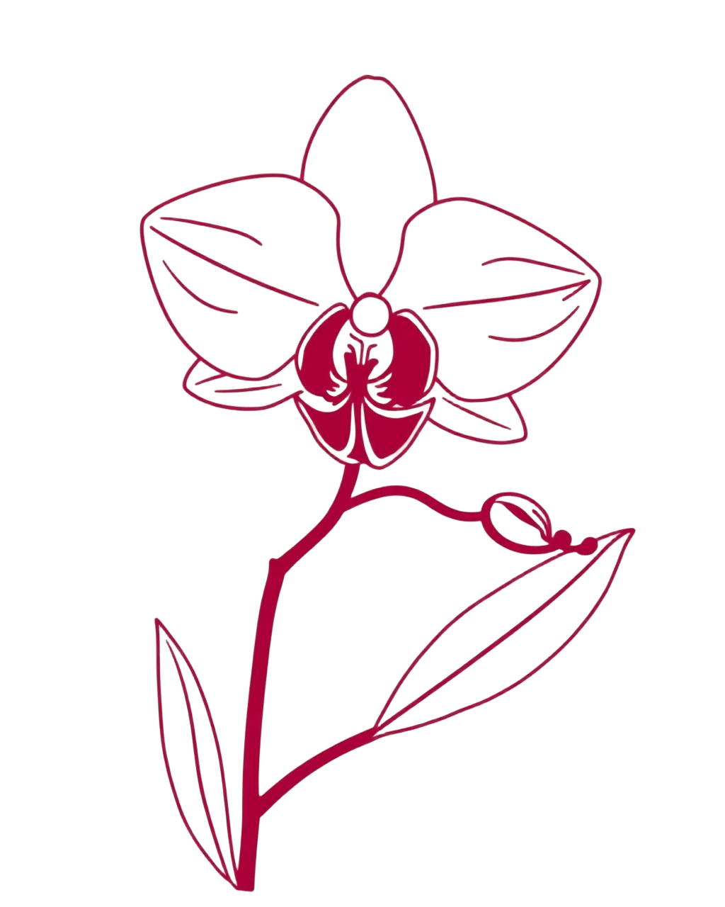 Line illustration of an orchid